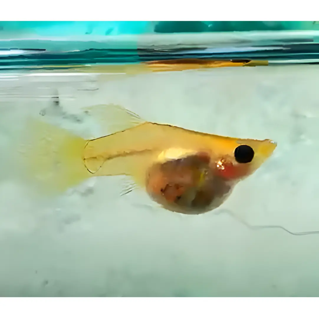 Live Fish Guppy Metal Yellow Lace Balloon Glass Belly 1