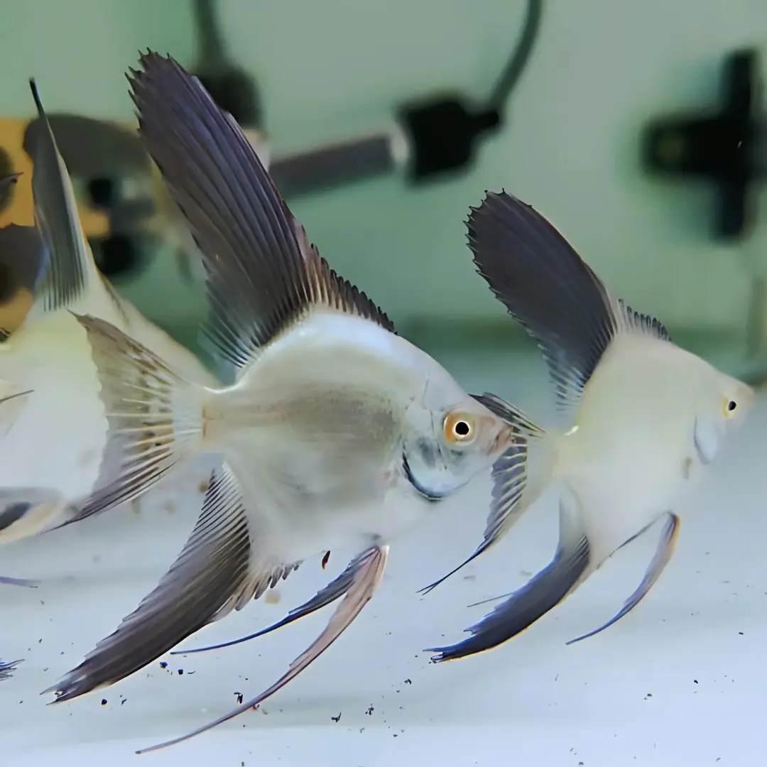 Live Fish Bulgarian Seal Point Angel Fish (1.5 - 2 Inches) | Single 1
