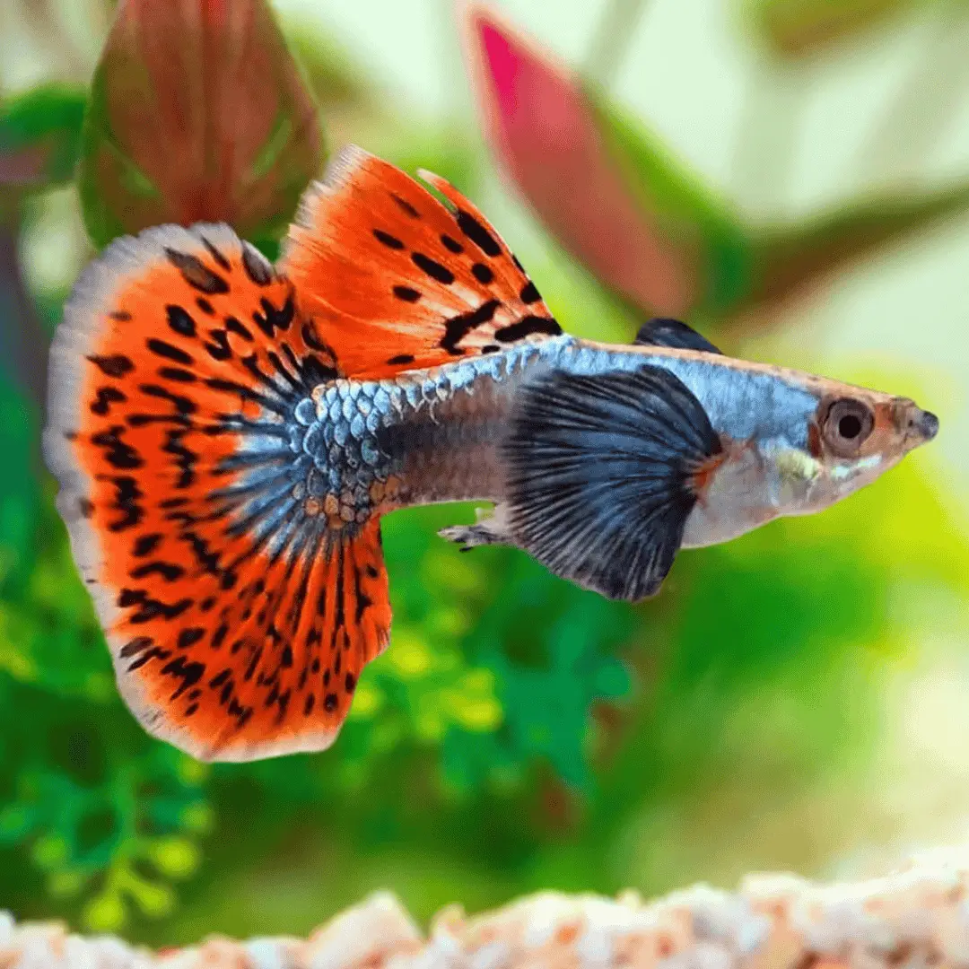 Live Fish Guppy Dumbo Mosaic 1