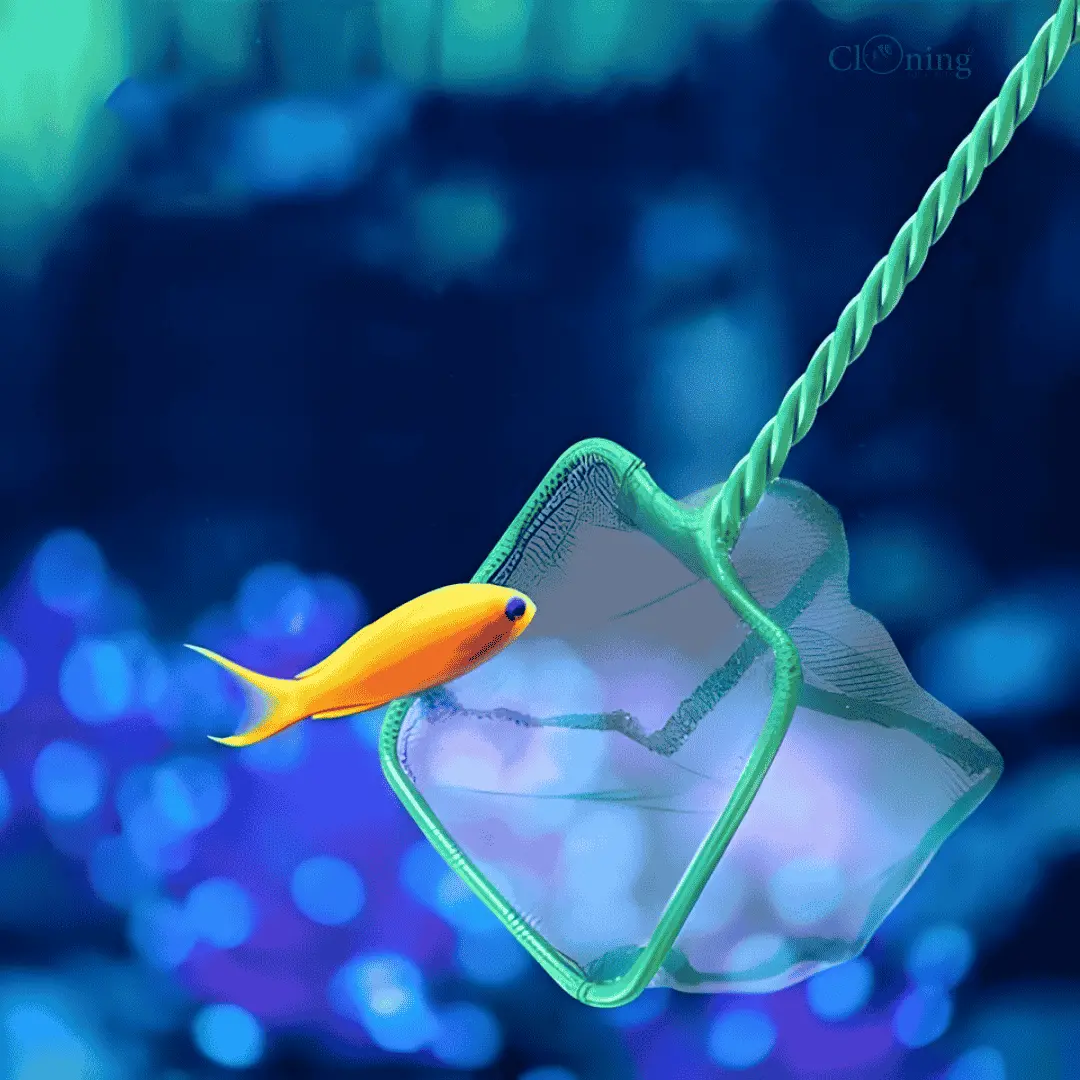 Fish Net (3 Inches) 1