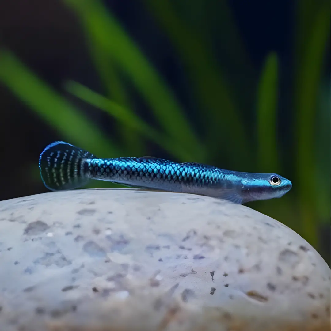 Live Fish Neon Blue Goby - Single 2