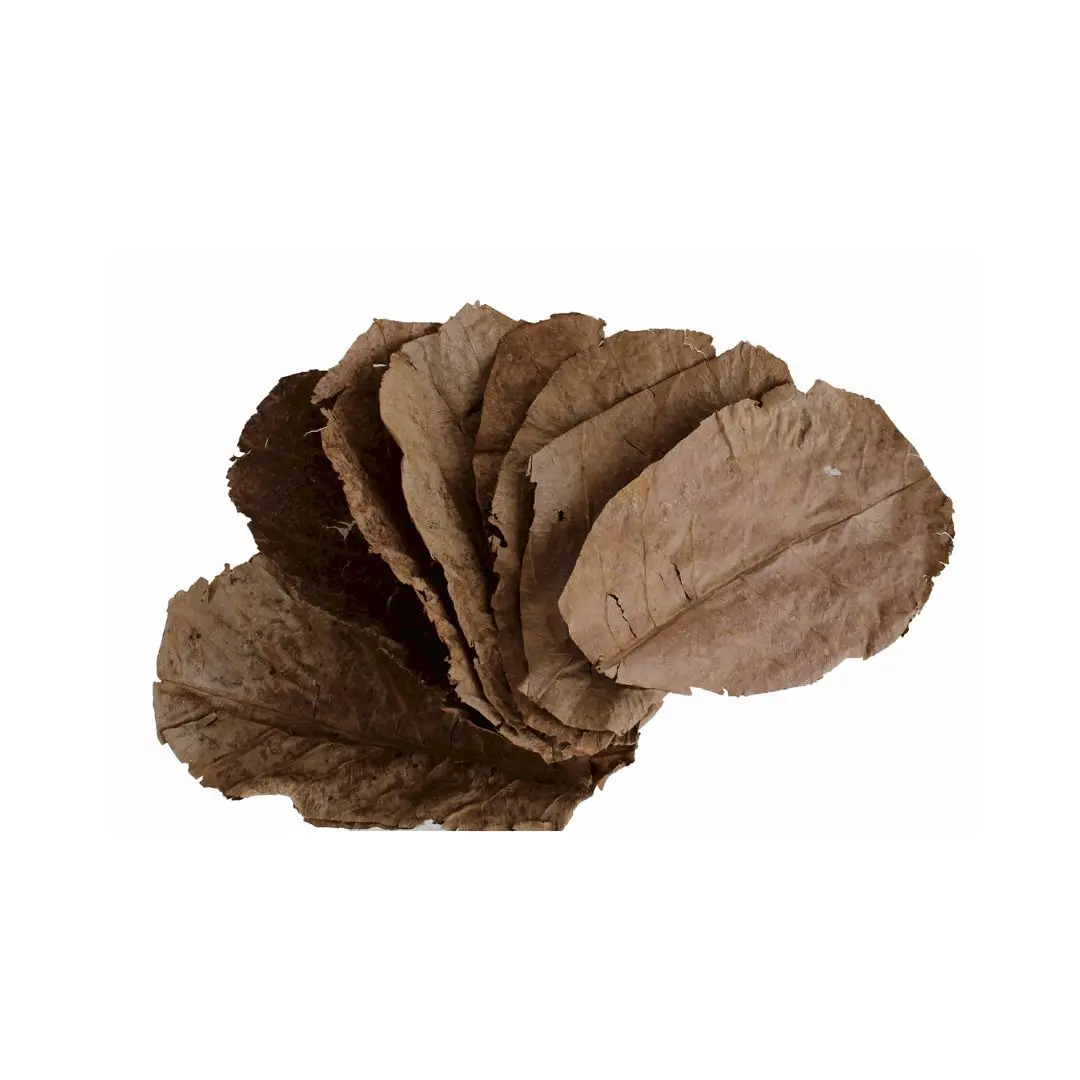 Almond Leaf For Betta Fish (Pack Of 5) 1