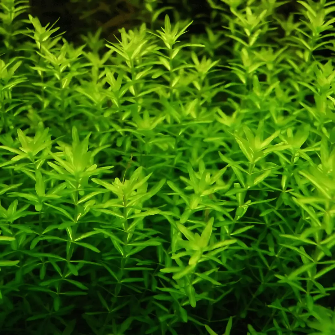 Sreepadma A17 Micranthemum Micranthemoides | Tc Live Plant 1