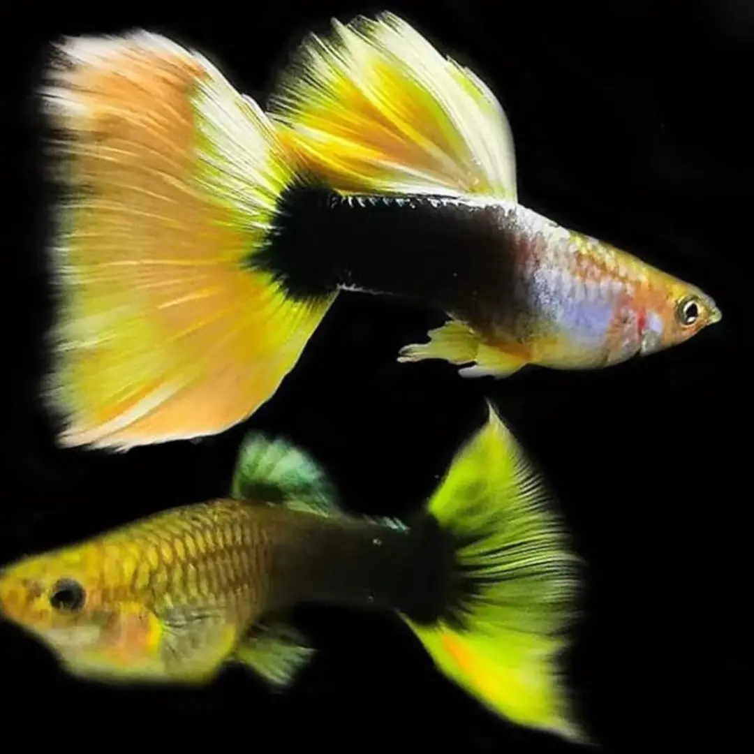 Live Fish Guppy Yellow Taxi 1