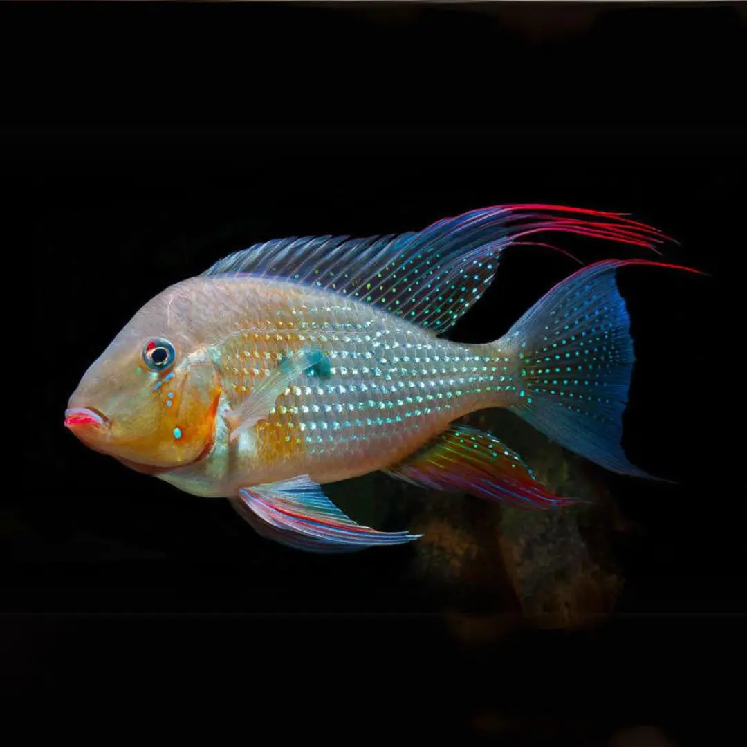 Live Fish Geophagus Albino Heckelii (2-3 Cms) Single 2