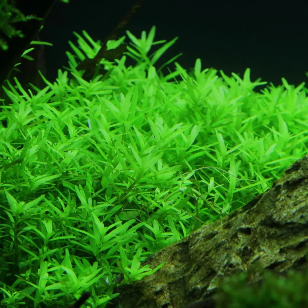 Sreepadma C59 Rotala Rotundifolia Green | Tc Live Plant 1