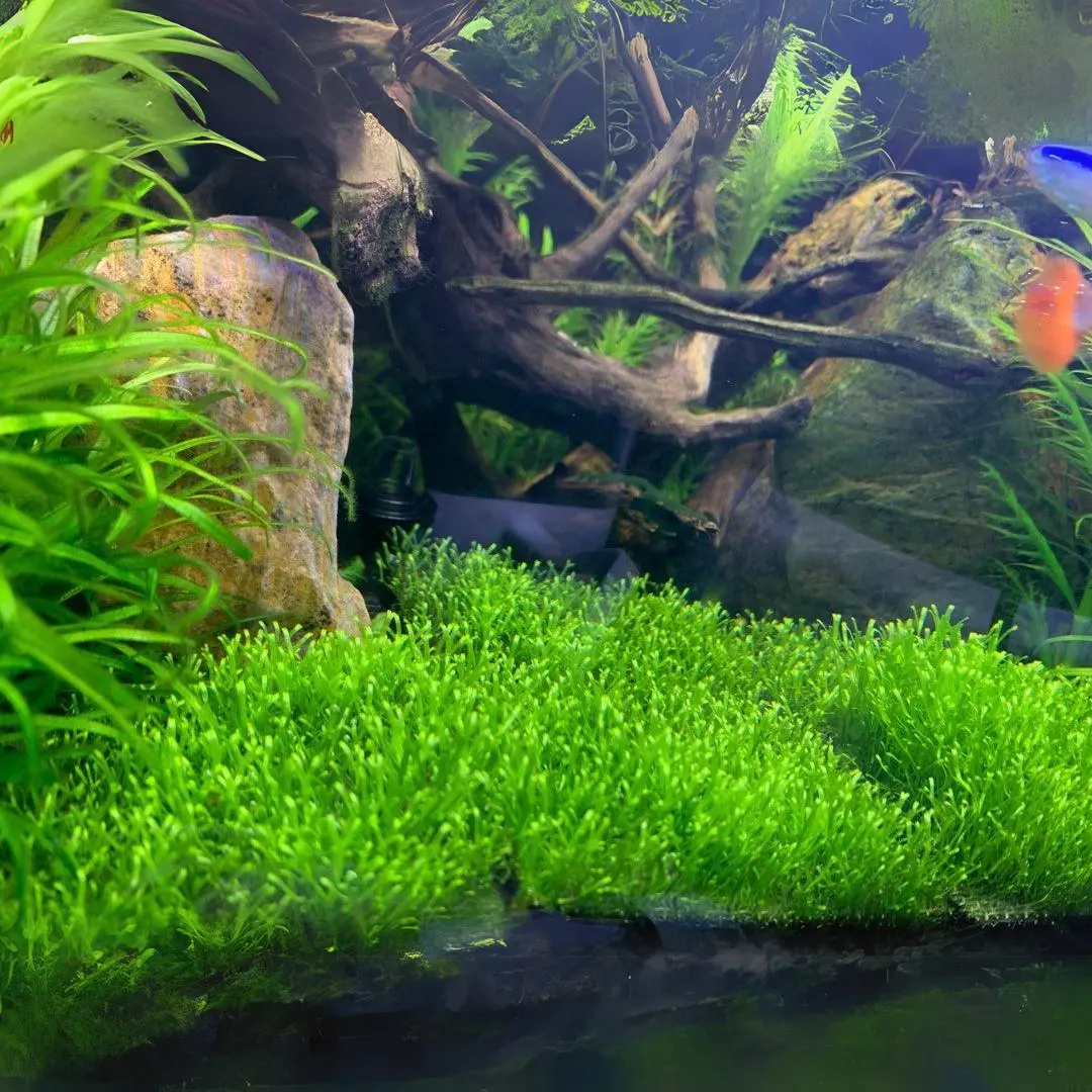 Riccia Moss | Live Plant 2