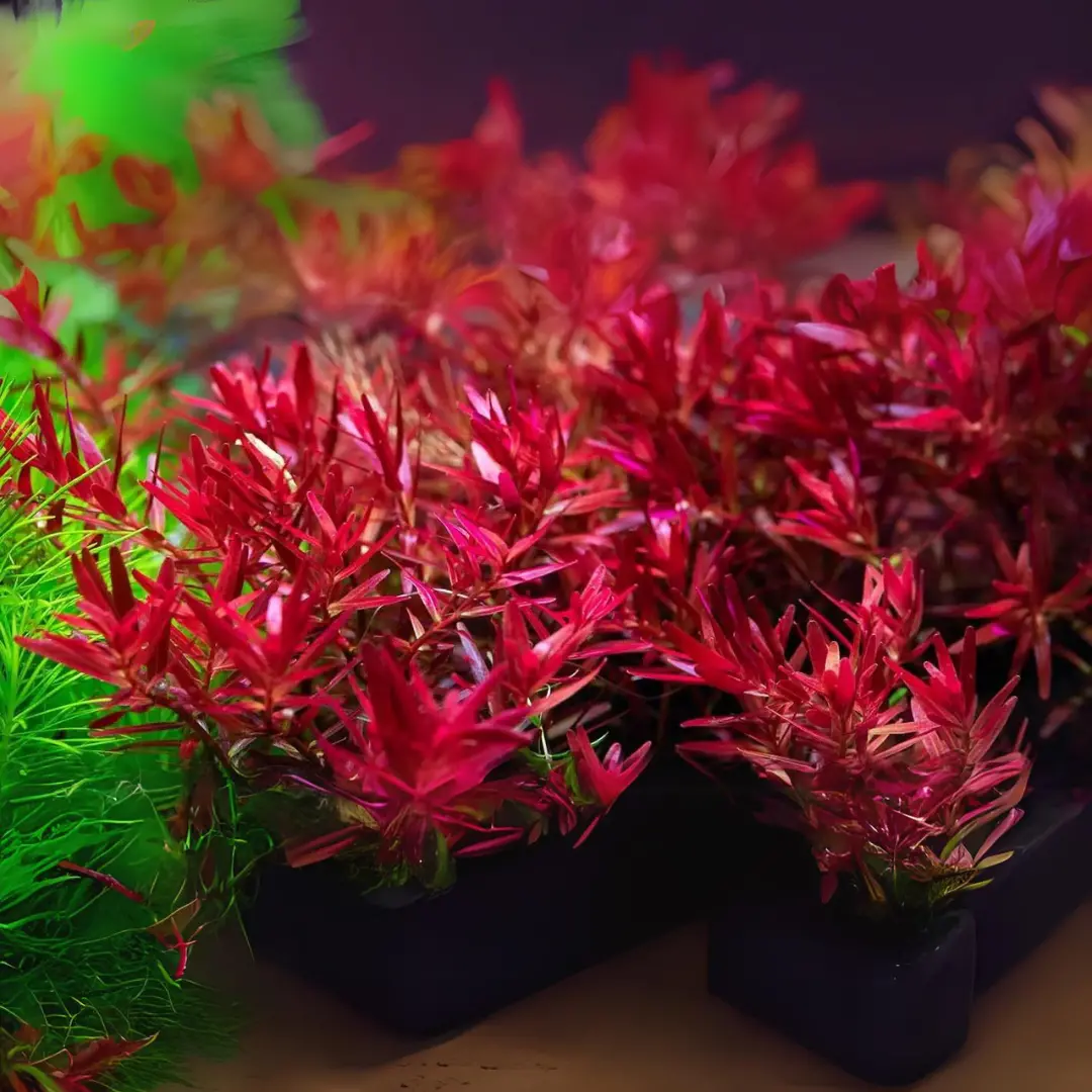 Sreepadma Jr10 Rotala Rotundifolia Hra | Tc Live Plant 1