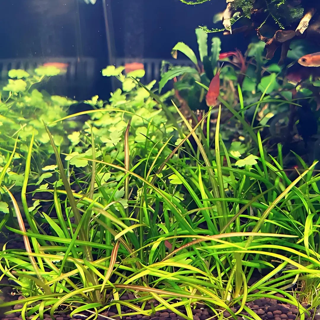 Sreepadma Jr1  Echinodorus Tenellus Micro | Tc Live Plant 1