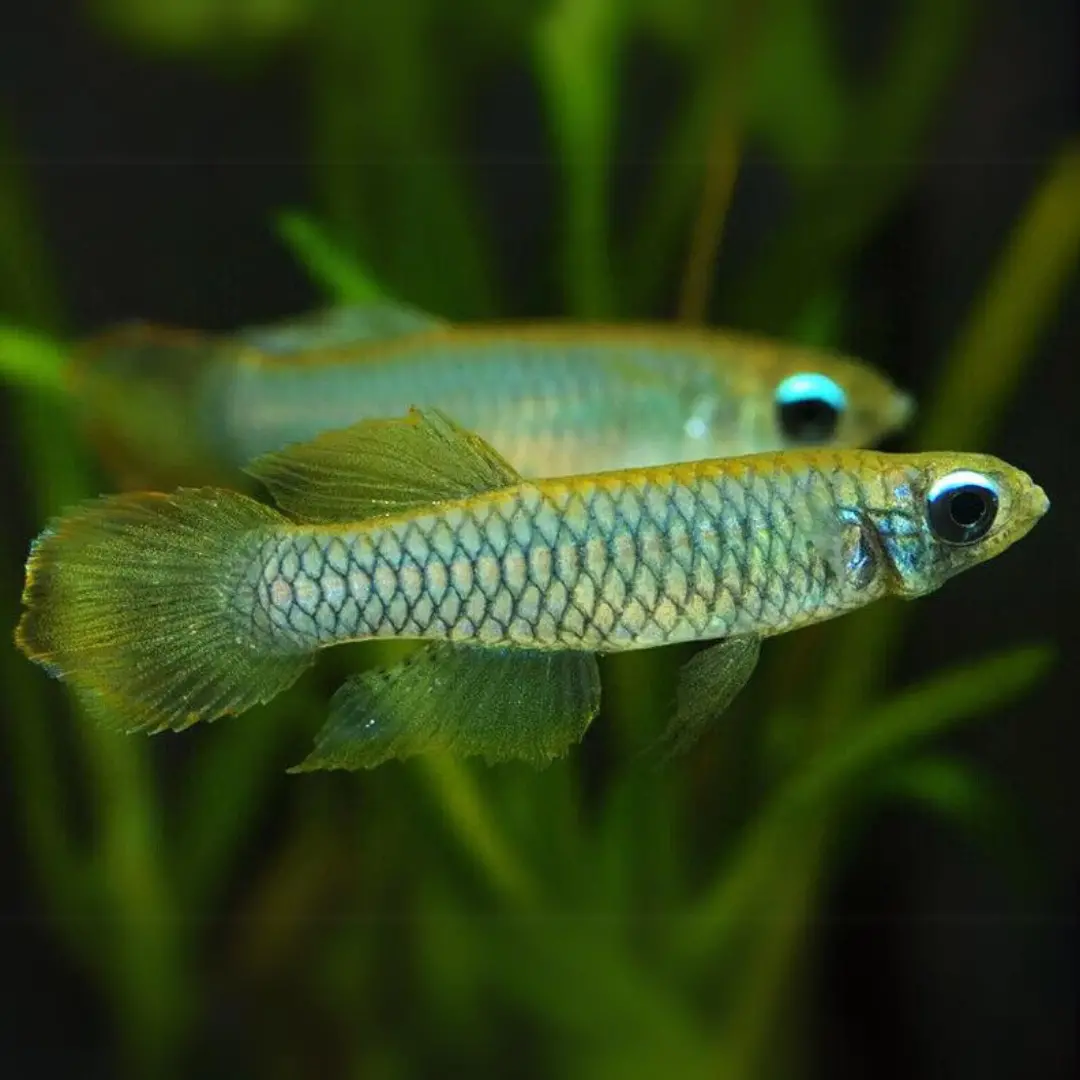 Live Fish Lamp Eye Kili Planted Tank Fish - Single 1