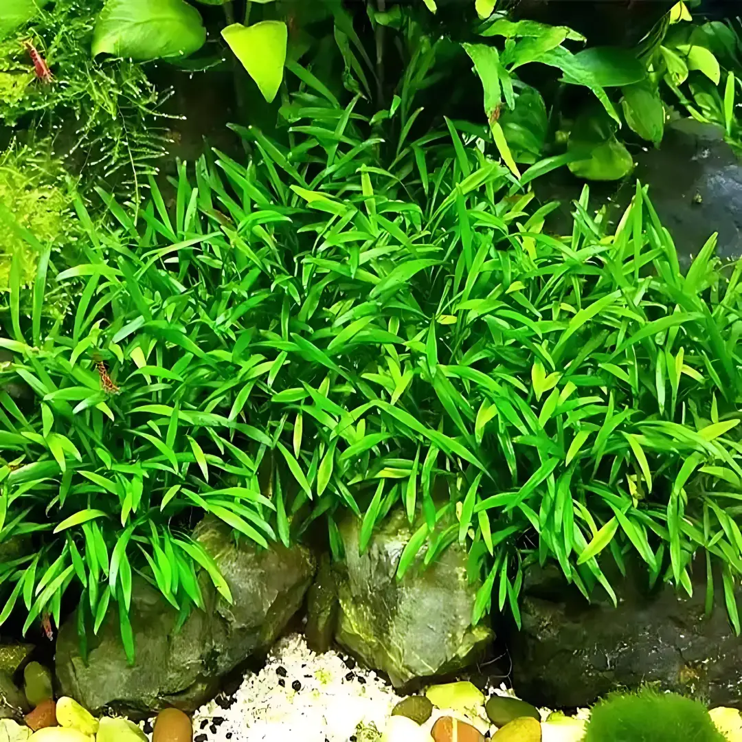 Sreepadma D57 Cryptocoryne Parva | Tc Live Plant 1
