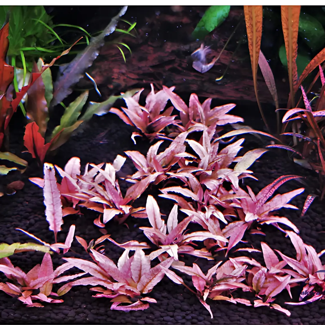 Sreepadma D70 Cryptocoryne Wendtii Pink Panther | Tc Live Plant 1