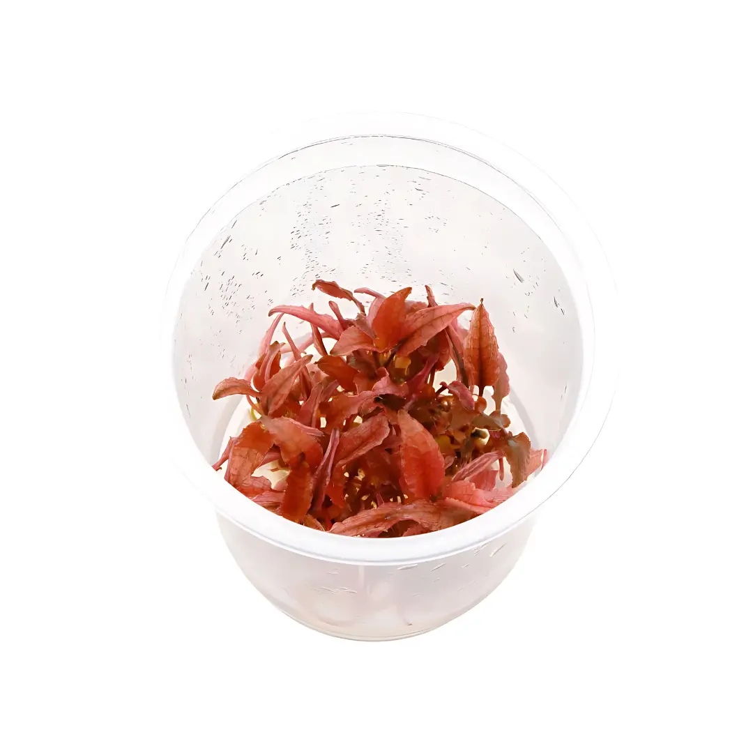 Sreepadma D70 Cryptocoryne Wendtii Pink Panther | Tc Live Plant 2