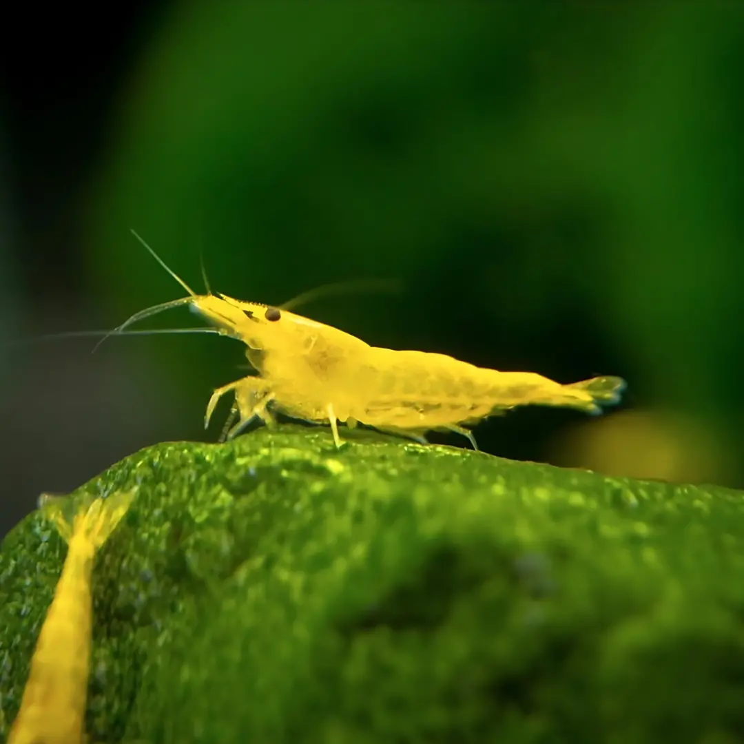 Live Fish Shrimp Golden Back Adult 2