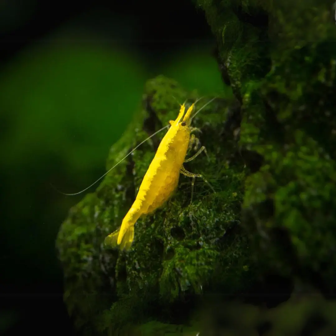 Live Fish Shrimp Golden Back Adult 1