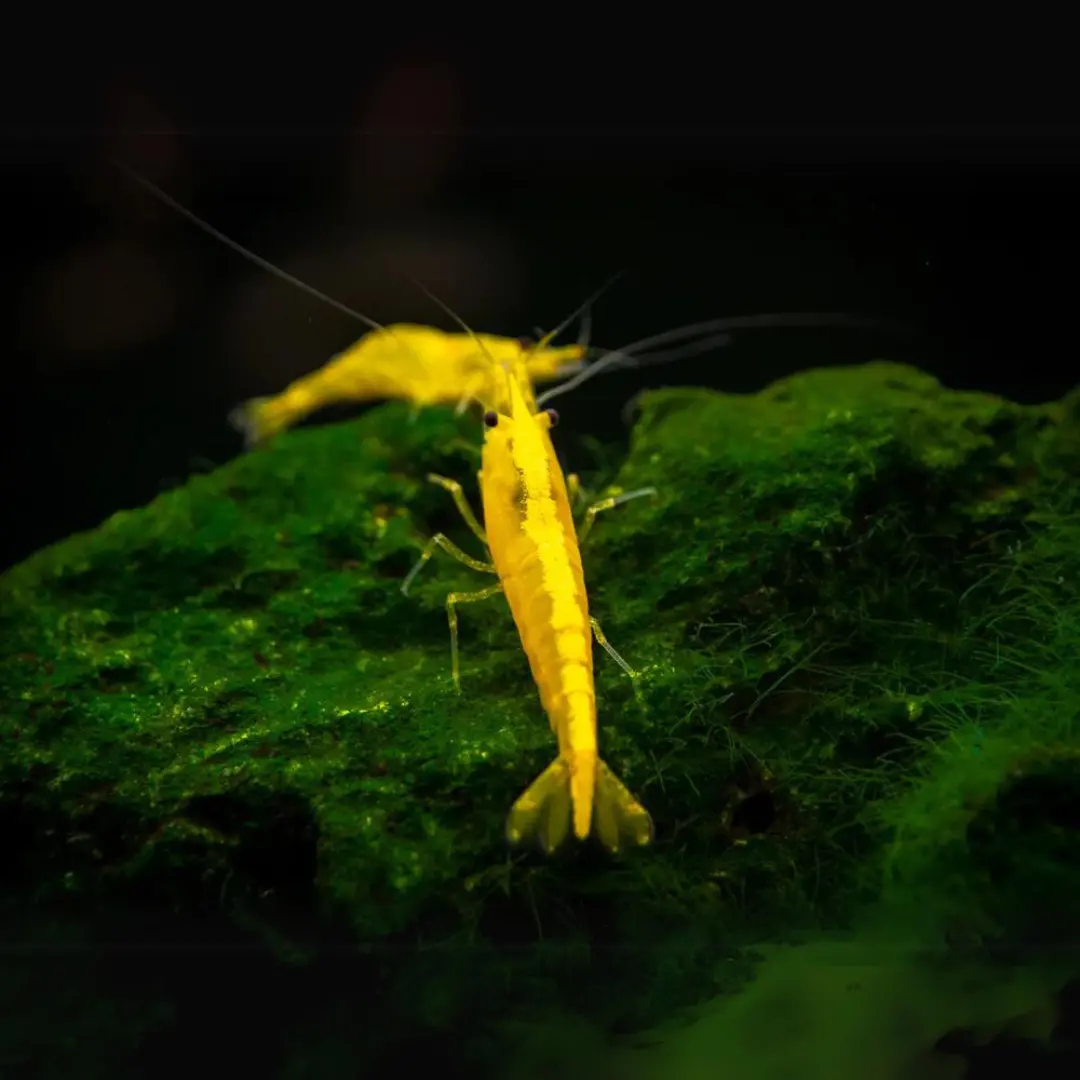 Live Fish Shrimp Golden Back | Single 1