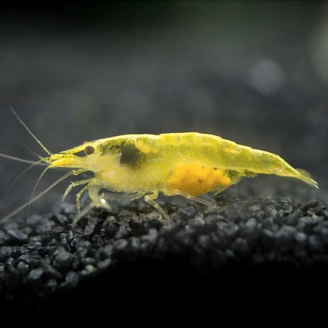 Live Fish Shrimp Pumpkin Yellow | Single 1