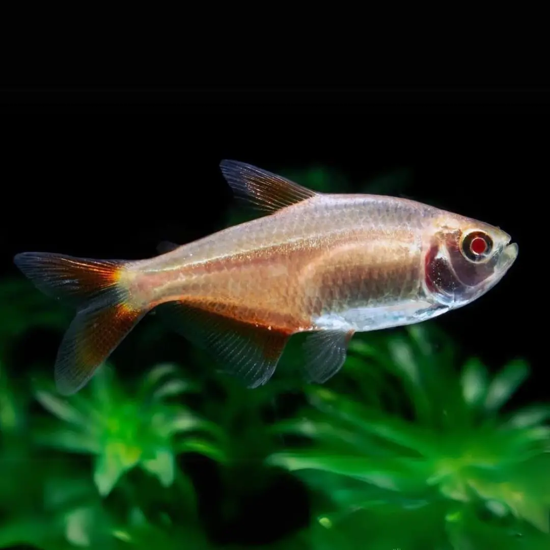 Live Fish Albino Red Eye Buenos Tetra | Single 1