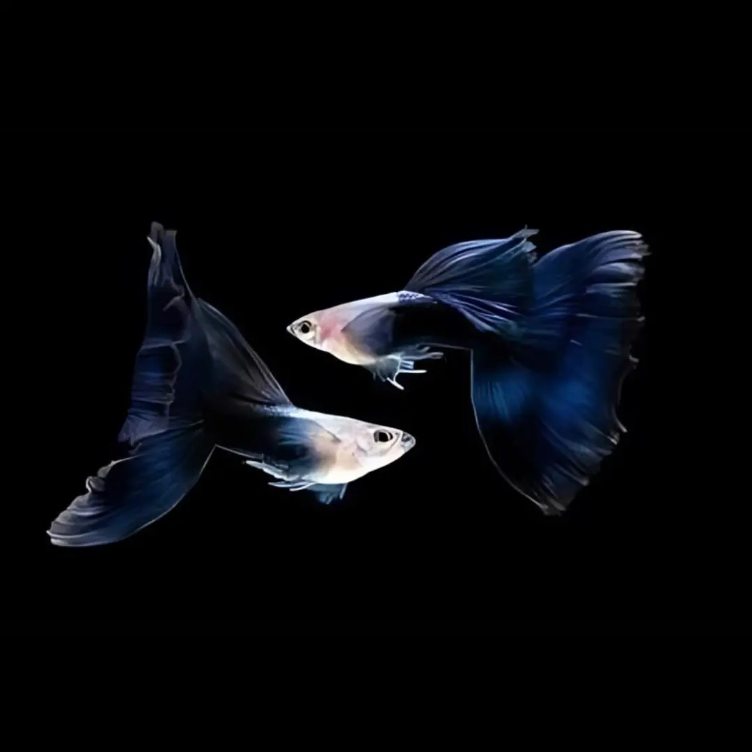 Live Fish Guppy Hb Blue 3
