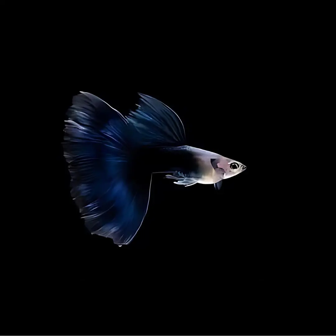 Live Fish Guppy Hb Blue 2