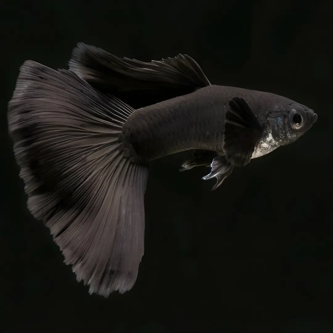 Live Fish Guppy Moscow Black 1