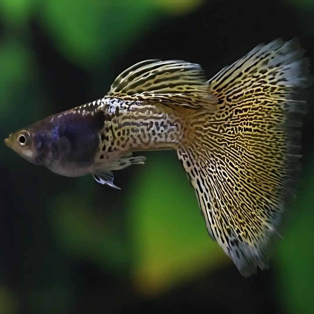 Live Fish Guppy Metal Yellow Lace 1