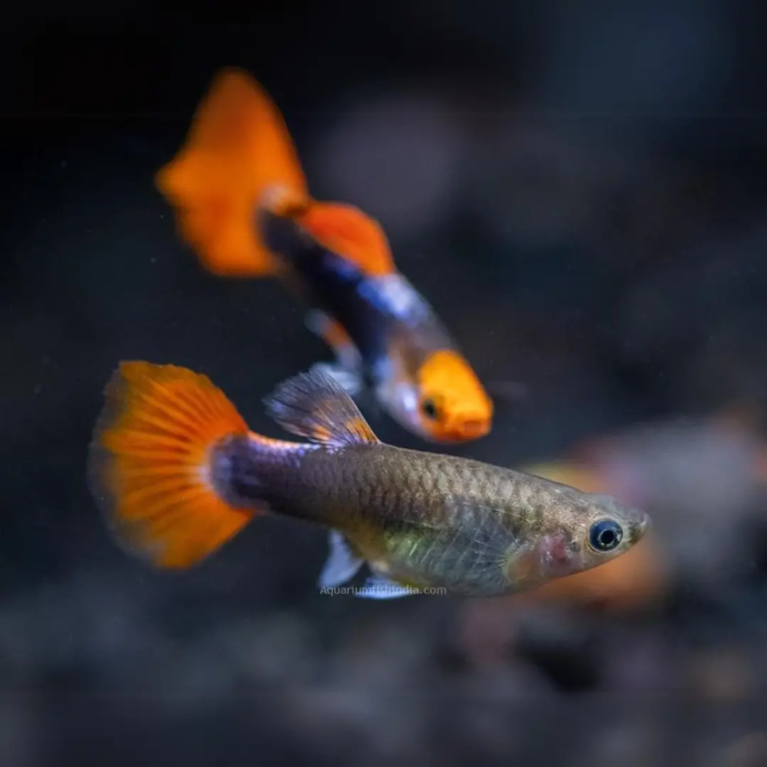 Live Fish Guppy Tuxedo Koi 4