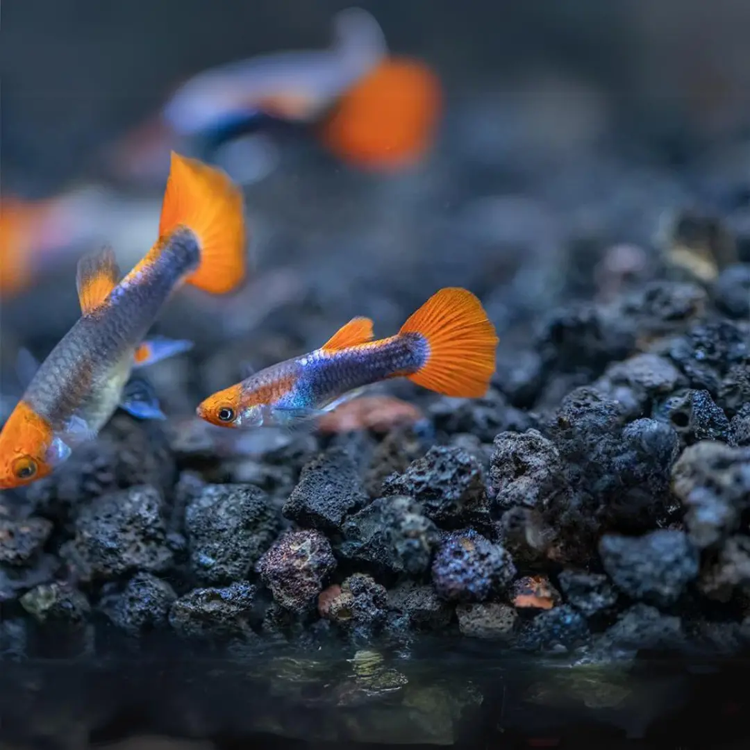 Live Fish Guppy Tuxedo Koi 3