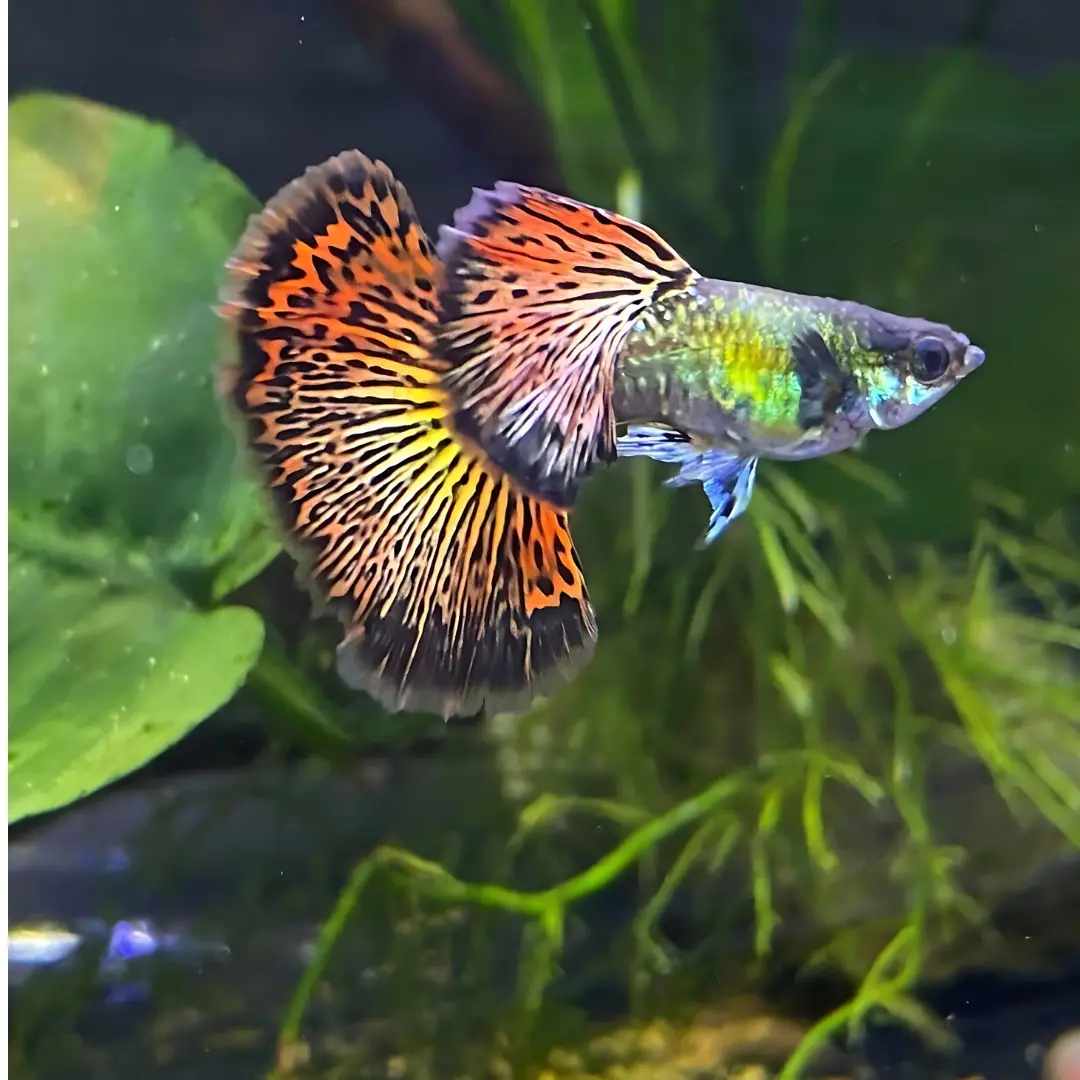 Live Fish Guppy Red Dragon 1