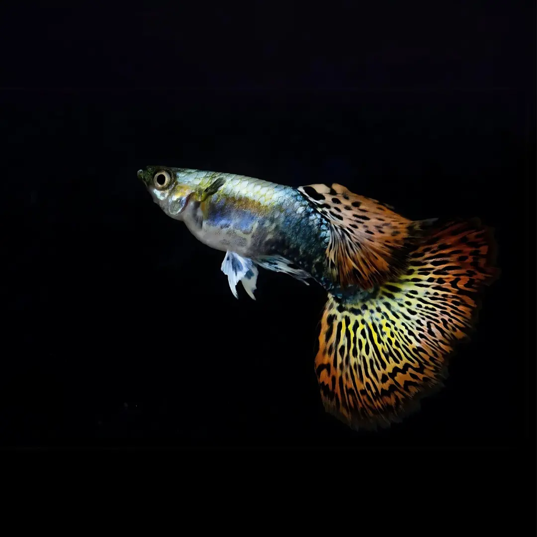 Live Fish Guppy Red Dragon 2