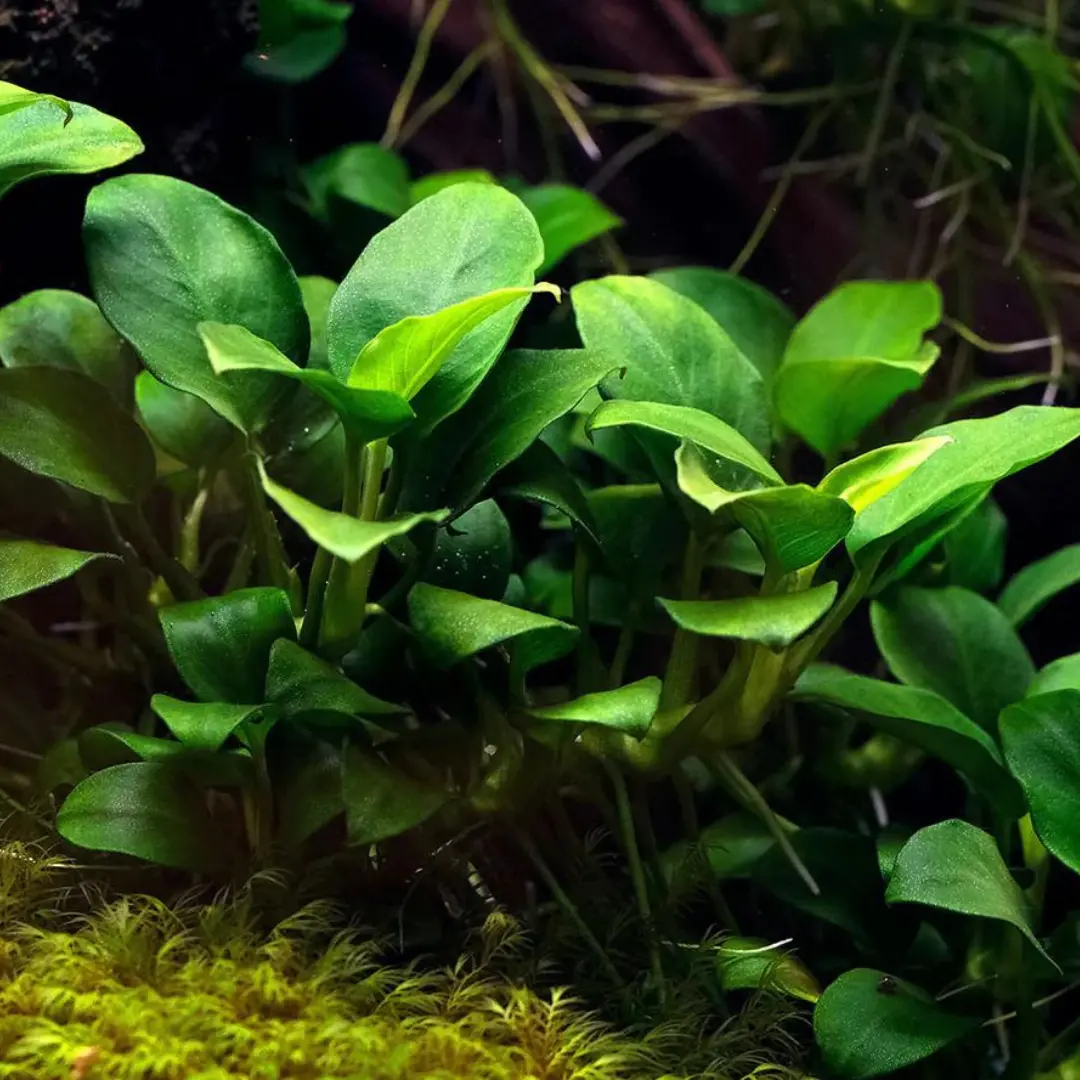 Growow! B5c Anubias Nana 2