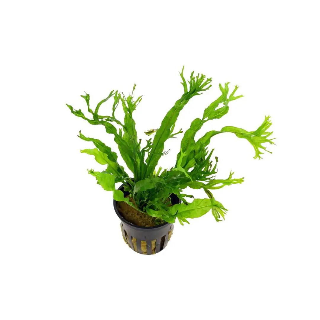 Ap102 Microsorum Petropus Windelov Tropica | Pot Live Plant 1