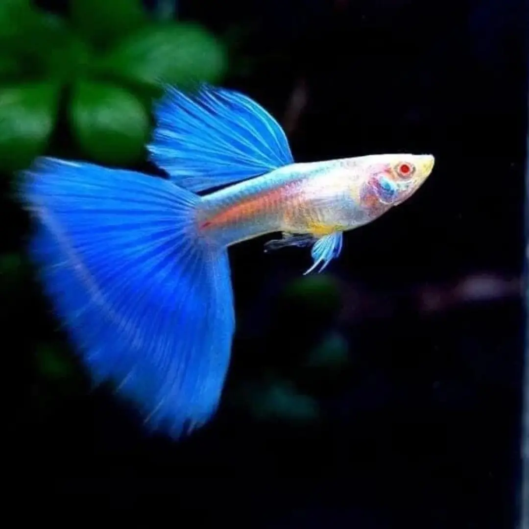 Live Fish Guppy Albino Blue Topaz 1