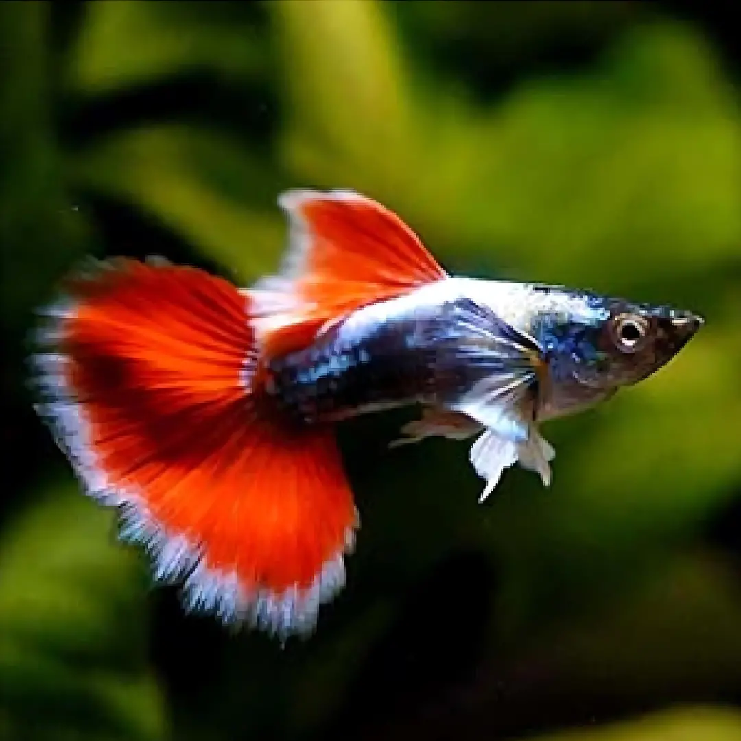 Live Fish Guppy Santa Claus 1