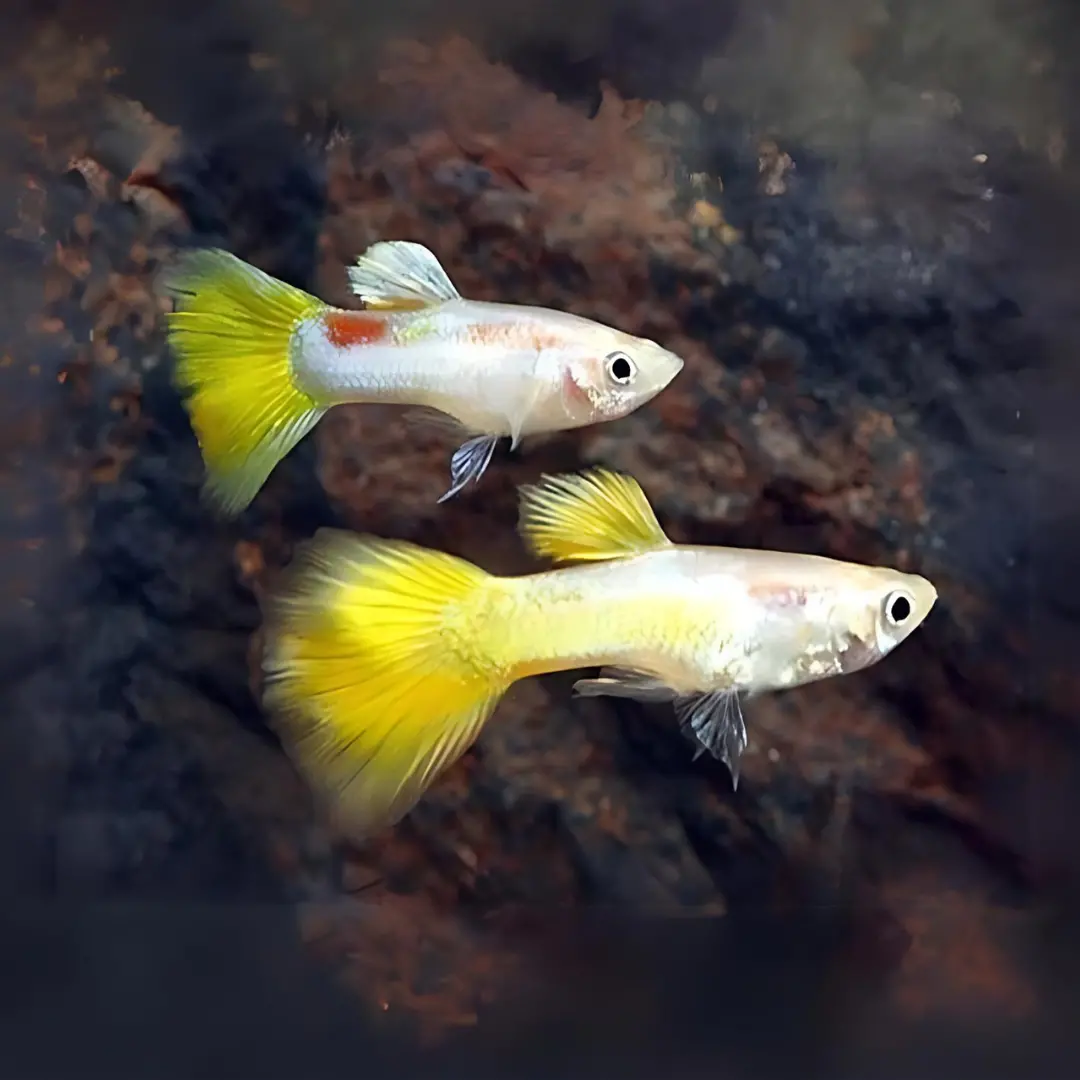 Live Fish Guppy Pingu Wild Tail 1