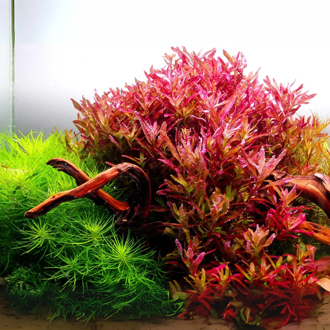 Sreepadma C116 Rotala Blood Red | Tc Live Plant 1