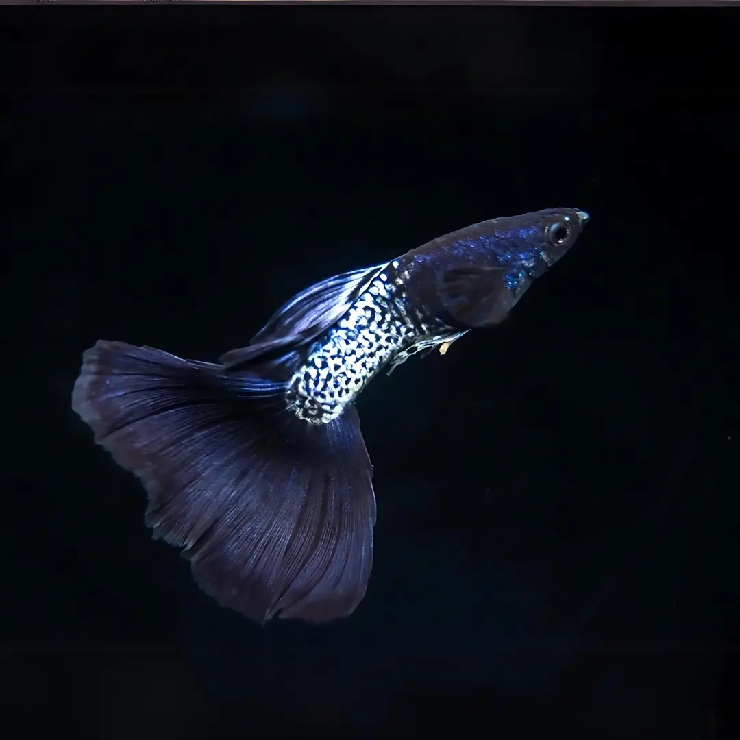 Live Fish Guppy Metal Snake Skin Blue Black 1
