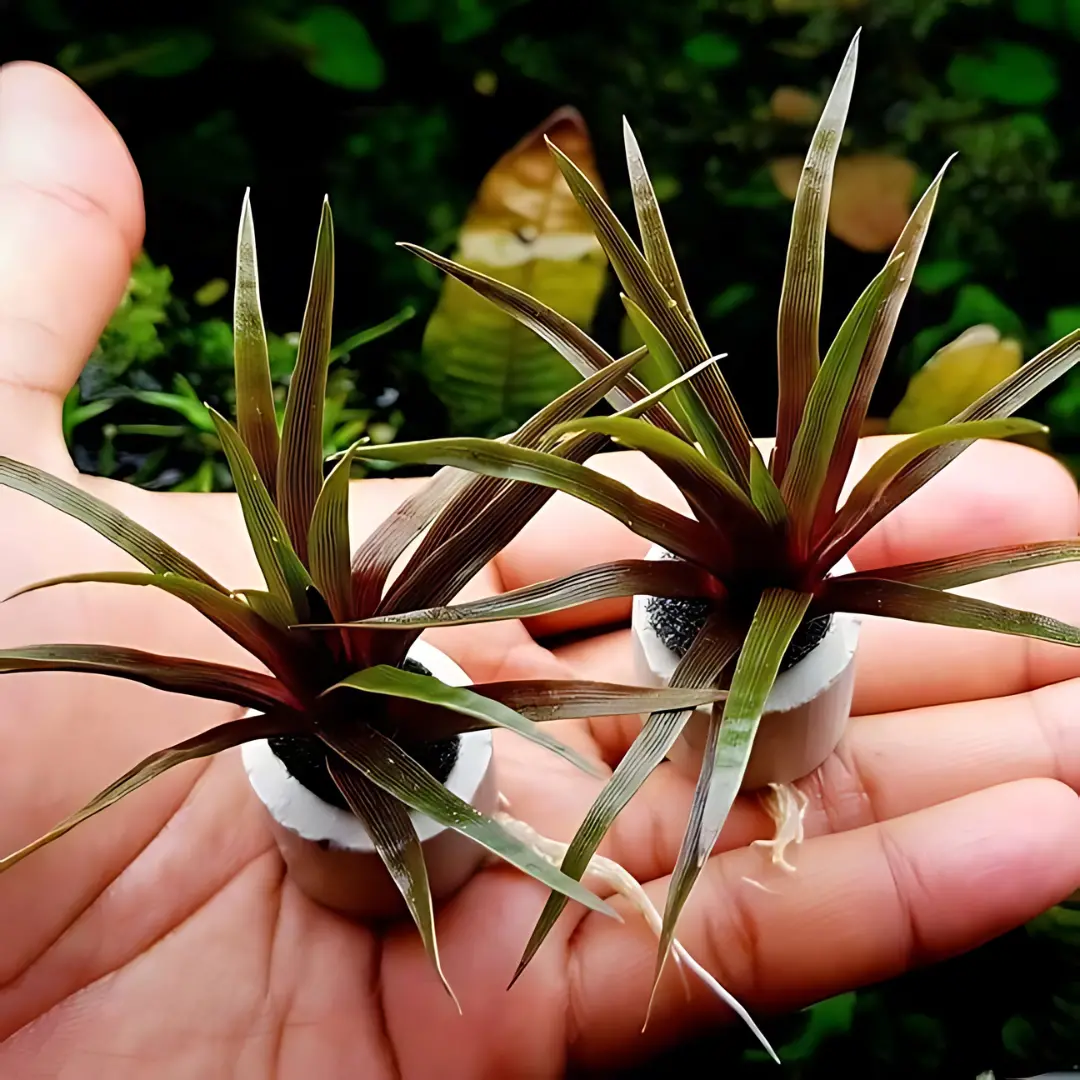 Sreepadma A41  Eriocaulon Quinquangulare | Tc Live Plant 1