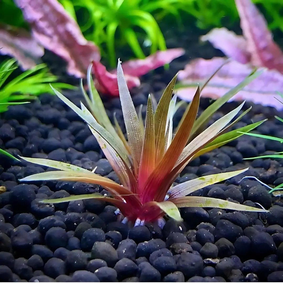 Sreepadma A41 Eriocaulon Quinquangulare | Tc Live Plant 2
