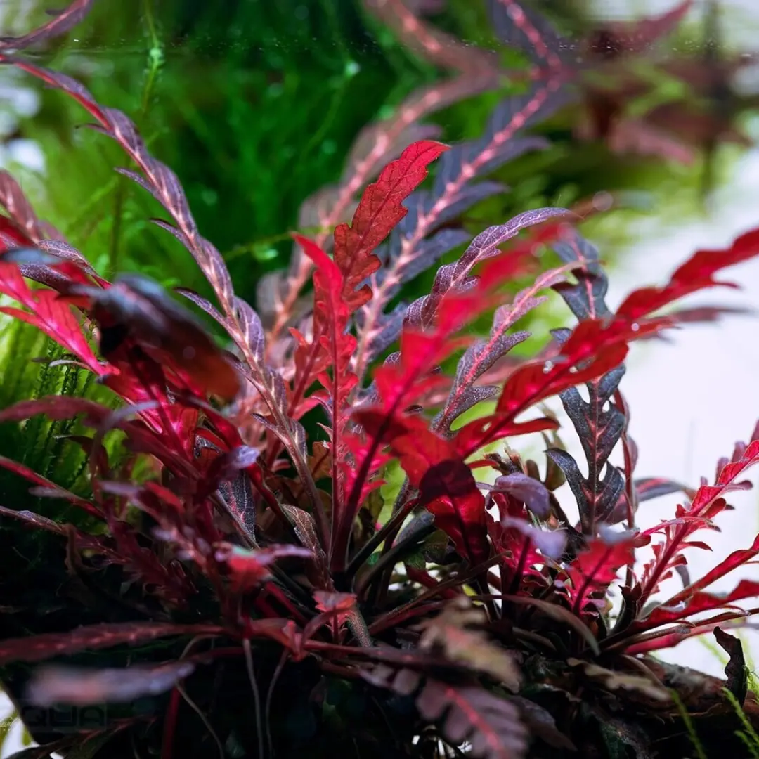 Sreepadma C31  Hygrophilla Pinnatifida Uk | Tc Live Plant 1