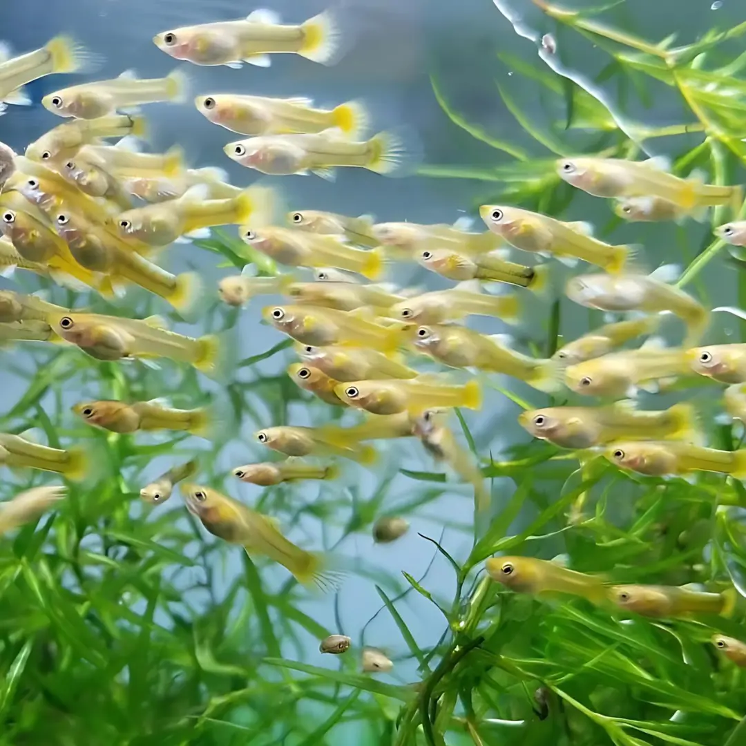 Live Fish Guppy Full Gold 2