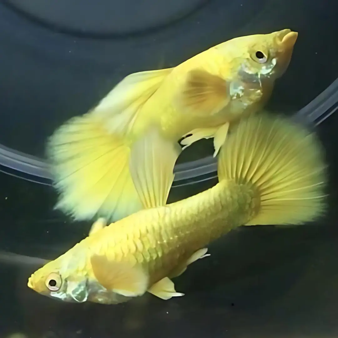Live Fish Guppy Full Gold 1
