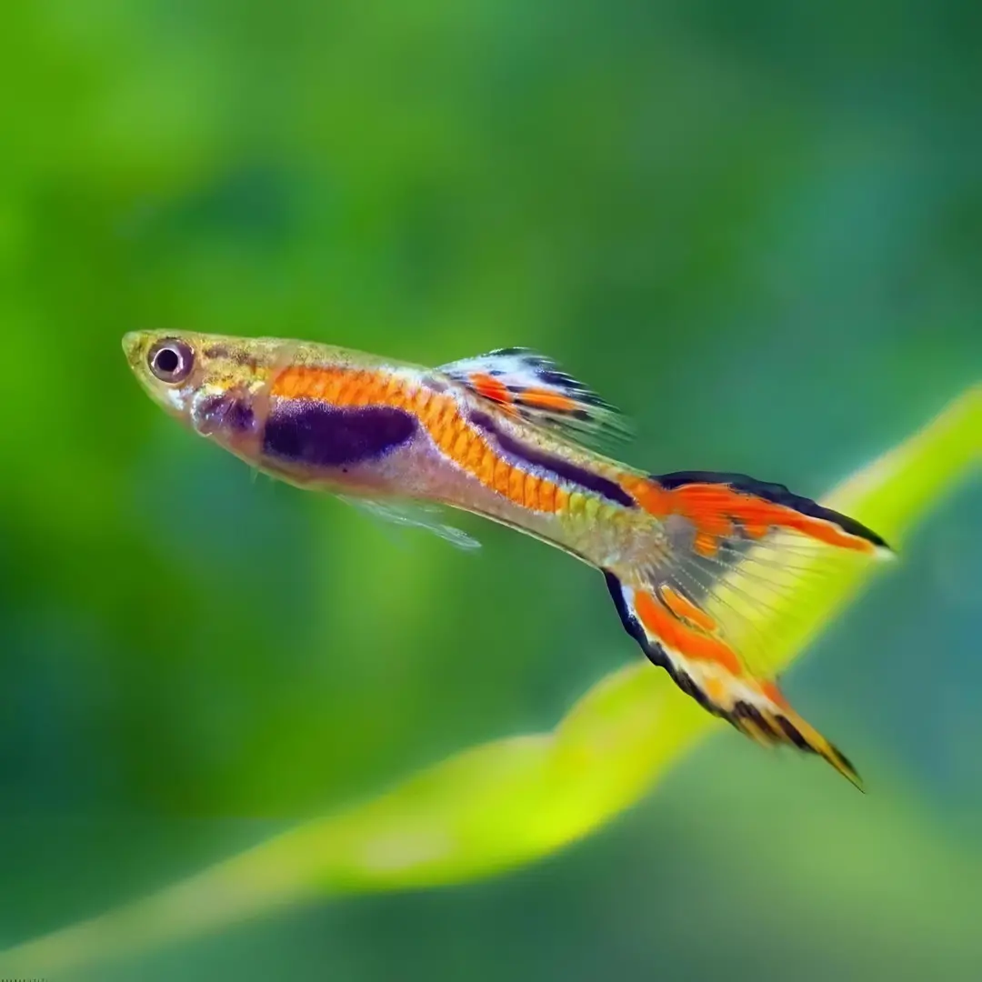 Live Fish Guppy Endler 2