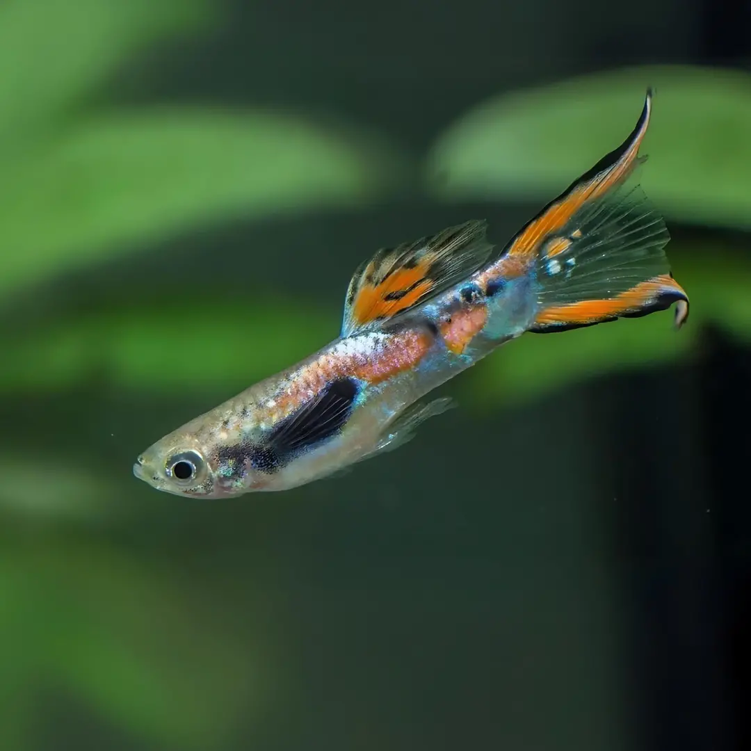 Live Fish Guppy Endler 3