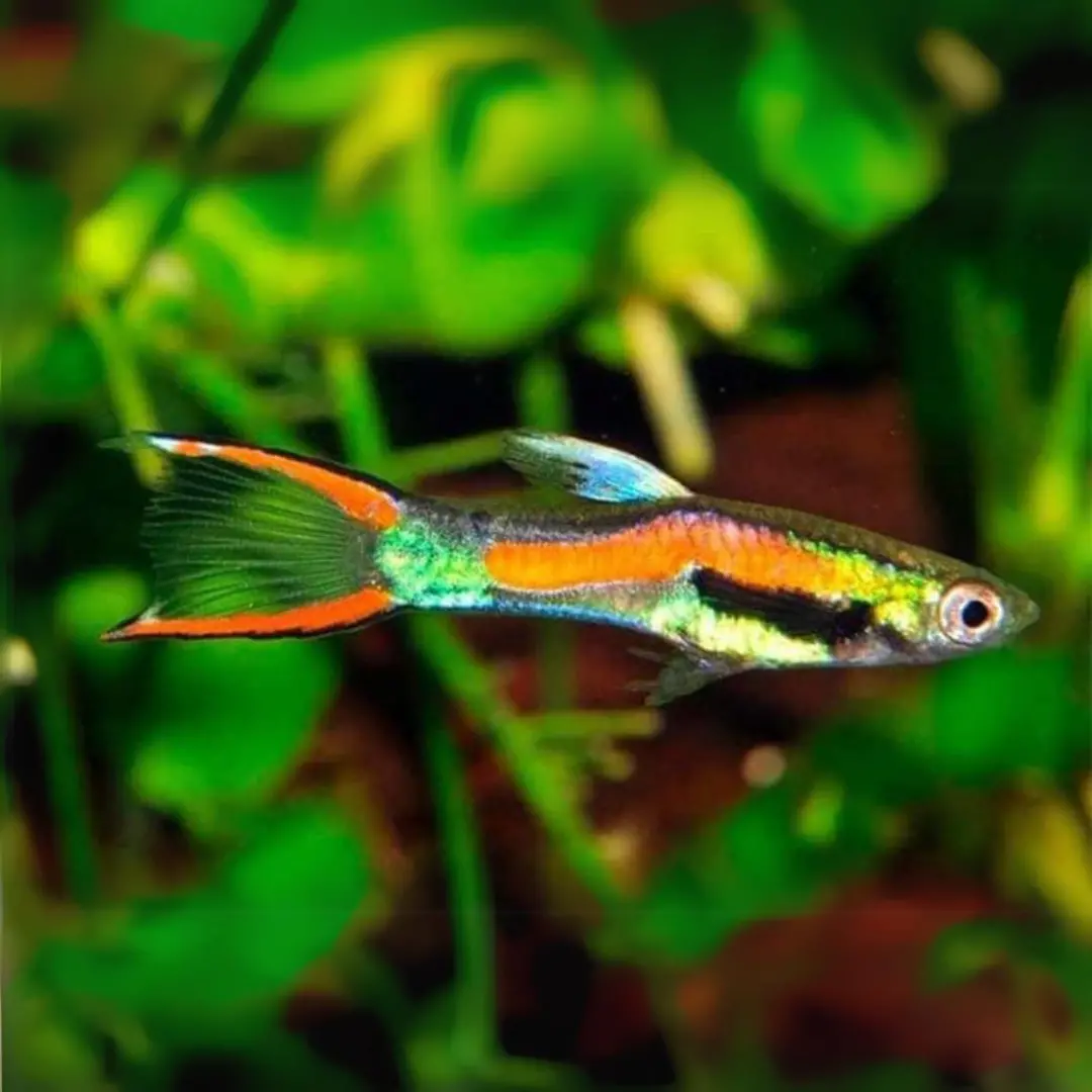 Live Fish Guppy Endler 1
