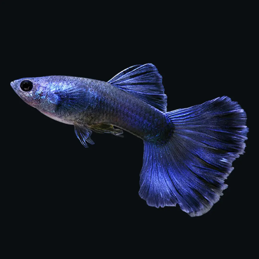 Live Fish Guppy Electric Blue 1
