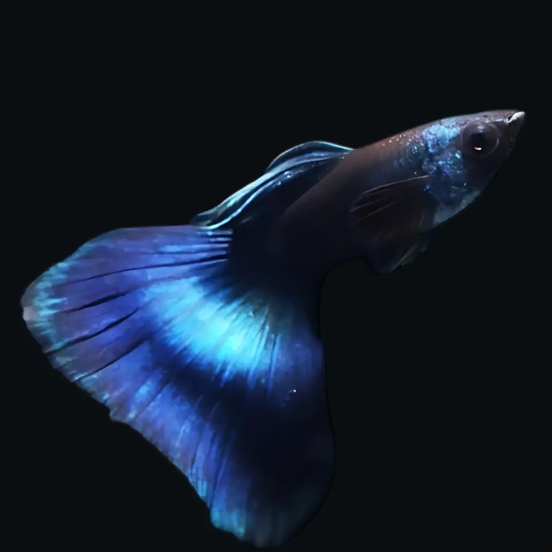 Live Fish Guppy Blue Green Mosco 1