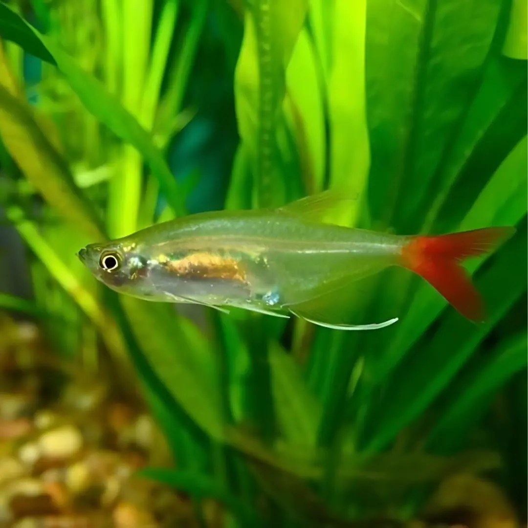Live Fish Blood Fin Tetra Fish | Planted Tank Fish | Single 1