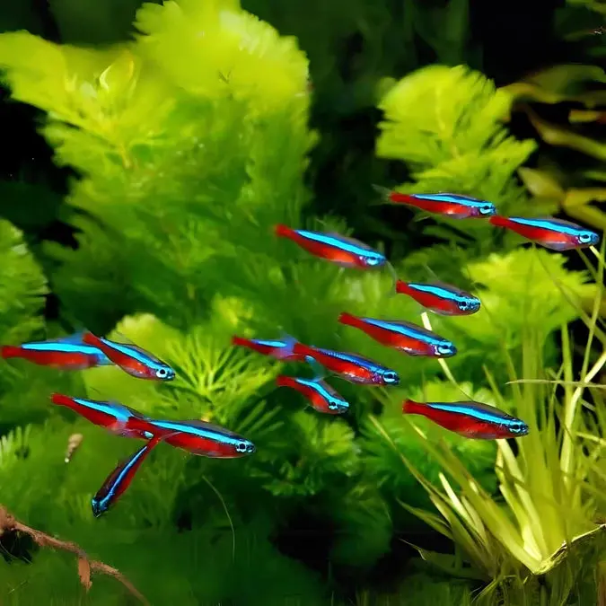 Live Fish Cardinal Tetra | Planted Tank Fish 3