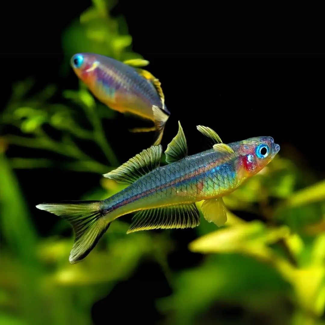 Live Fish Rainbow Fork Tail Planted Tank Fish - Pair 1